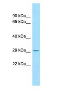 EFNB3 / Ephrin B3 Antibody - EFNB3 / Ephrin B3 antibody Western Blot of U937.  This image was taken for the unconjugated form of this product. Other forms have not been tested.