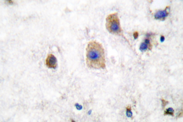 EFNB3 / Ephrin B3 Antibody - IHC of Ephrin-B3 (W251) pAb in paraffin-embedded human brain tissue.