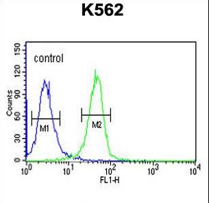 EFR3A Antibody - EFR3A Antibody flow cytometry of K562 cells (right histogram) compared to a negative control cell (left histogram). FITC-conjugated goat-anti-rabbit secondary antibodies were used for the analysis.