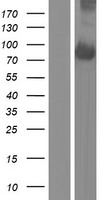 EFR3A Protein - Western validation with an anti-DDK antibody * L: Control HEK293 lysate R: Over-expression lysate