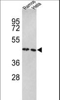 EFTU / TUFM Antibody - Western blot of TUFM Antibody in Ramos, HeLa cell line lysates (35 ug/lane). TUFM (arrow) was detected using the purified antibody.