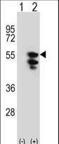 EFTU / TUFM Antibody - Western blot of TUFM (arrow) using rabbit polyclonal TUFM Antibody. 293 cell lysates (2 ug/lane) either nontransfected (Lane 1) or transiently transfected (Lane 2) with the TUFM gene.