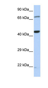 EFTU / TUFM Antibody - TUFM antibody Western blot of HeLa lysate. This image was taken for the unconjugated form of this product. Other forms have not been tested.