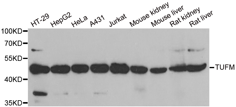 EFTU / TUFM Antibody - Western blot analysis of extracts of various cell lines.