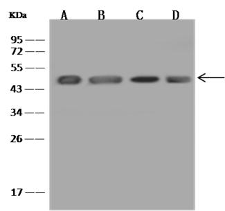 EFTU / TUFM Antibody - Anti-TUFM rabbit polyclonal antibody at 1:500 dilution. Lane A: HepG2 Whole Cell Lysate. Lane B: 431 Whole Cell Lysate. Lane C: HeLa Whole Cell Lysate. Lane D: Jurkat Whole Cell Lysate. Lysates/proteins at 30 ug per lane. Secondary: Goat Anti-Rabbit IgG (H+L)/HRP at 1/10000 dilution. Developed using the ECL technique. Performed under reducing conditions. Predicted band size: 50 kDa. Observed band size: 48 kDa.I