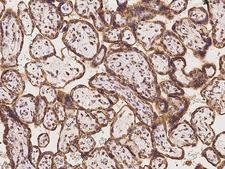EFTU / TUFM Antibody - Immunochemical staining of human TUFM in human placenta with rabbit polyclonal antibody at 1:100 dilution, formalin-fixed paraffin embedded sections.