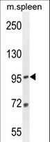 EFTUD1 Antibody - EFTUD1 Antibody western blot of mouse spleen tissue lysates (35 ug/lane). The EFTUD1 antibody detected the EFTUD1 protein (arrow).