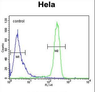 EFTUD1 Antibody - EFTUD1 Antibody flow cytometry of HeLa cells (right histogram) compared to a negative control cell (left histogram). FITC-conjugated goat-anti-rabbit secondary antibodies were used for the analysis.
