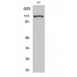 EFTUD2 Antibody - Western blot of Snrp116 antibody