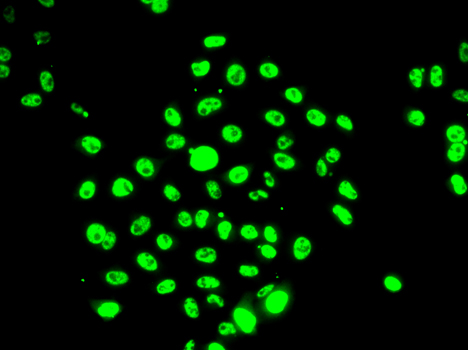 EFTUD2 Antibody - Immunofluorescence analysis of U20S cells.