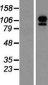 EFTUD2 Protein - Western validation with an anti-DDK antibody * L: Control HEK293 lysate R: Over-expression lysate
