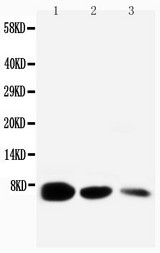 EGF Antibody - WB of EGF antibody. All lanes: Anti-EGF at 0.5ug/ml. Lane 1: Recombinant Mouse EGF Protein 10ng. Lane 2: Recombinant Mouse EGF Protein 5ng. Lane 3: Recombinant Mouse EGF Protein 2.5ng. Predicted bind size: 6KD. Observed bind size: 6KD.