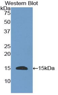 EGF Antibody - Western blot of recombinant EGF.  This image was taken for the unconjugated form of this product. Other forms have not been tested.