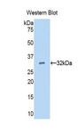 EGF Antibody - Western blot of recombinant EGF.  This image was taken for the unconjugated form of this product. Other forms have not been tested.