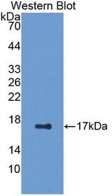 EGF Antibody - Western Blot; Sample: Recombinant protein.