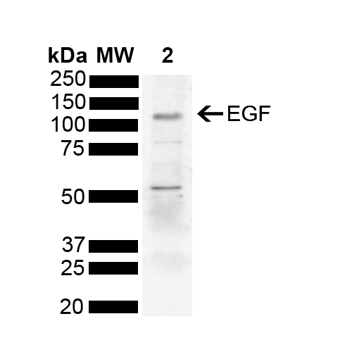 EGF Antibody - Western blot analysis of Human Cervical cancer cell line (HeLa) lysate showing detection of 134 kDa EGF protein using Rabbit Anti-EGF Polyclonal Antibody. Lane 1: Molecular Weight Ladder (MW). Lane 2: HeLa. Load: 10 µg. Block: 5% Skim Milk powder in TBST. Primary Antibody: Rabbit Anti-EGF Polyclonal Antibody  at 1:1000 for 2 hours at RT with shaking. Secondary Antibody: Goat Anti-Rabbit IgG: HRP at 1:5000 for 1 hour at RT. Color Development: ECL solution for 5 min at RT. Predicted/Observed Size: 134 kDa. Other Band(s): 80 kDa, 55 kDa.