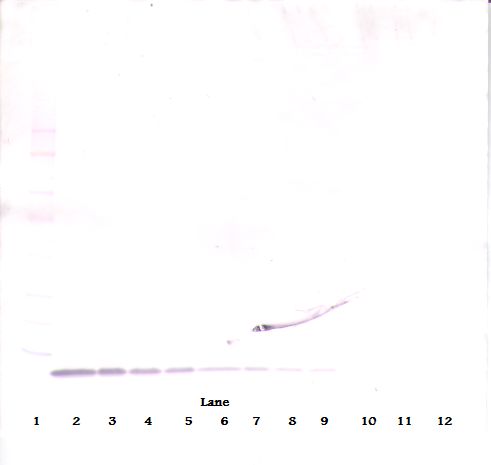 EGF Antibody - Western Blot (non-reducing) of EGF antibody. This image was taken for the unconjugated form of this product. Other forms have not been tested.