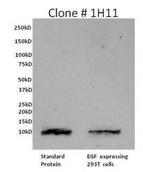 EGF Antibody - WB using EGF Antibody (1H11)