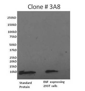 EGF Antibody - WB using EGF Antibody, Biotin, Biotin conjugate (3A8) This image was taken for the unconjugated form of this product. Other forms have not been tested.