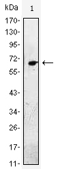 EGF Antibody - Western blot using EGF monoclonal antibody against EGF(AA: 971-1023)-hIgGFc transfected HEK293 cell lysate.