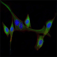 EGF Antibody - Immunofluorescence of NIH/3T3 cells using EGF mouse monoclonal antibody (green). Blue: DRAQ5 fluorescent DNA dye. Red: Actin filaments have been labeled with Alexa Fluor-555 phalloidin.