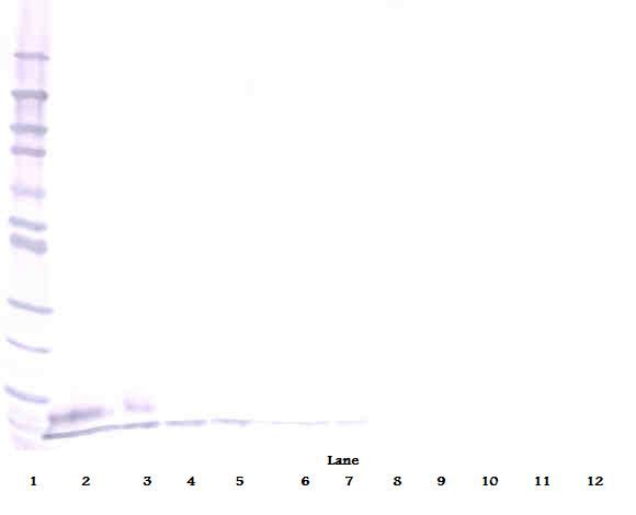 EGF Antibody - Western Blot (reducing) of EGF antibody. This image was taken for the unconjugated form of this product. Other forms have not been tested.