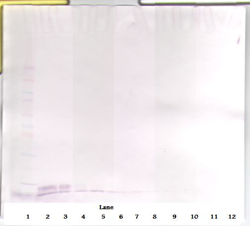 EGF Antibody - Western Blot (reducing) of EGF antibody. This image was taken for the unconjugated form of this product. Other forms have not been tested.