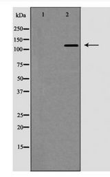 EGF Antibody - Western blot of EGF expression in NIH/3T3 cells