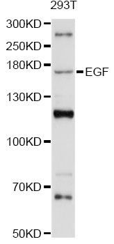 EGF Antibody - Western blot analysis of extracts of 293T cells, using EGF antibody at 1:3000 dilution. The secondary antibody used was an HRP Goat Anti-Rabbit IgG (H+L) at 1:10000 dilution. Lysates were loaded 25ug per lane and 3% nonfat dry milk in TBST was used for blocking. An ECL Kit was used for detection and the exposure time was 60s.