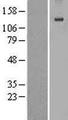 EGF Protein - Western validation with an anti-DDK antibody * L: Control HEK293 lysate R: Over-expression lysate