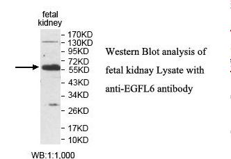 EGFL6 Antibody
