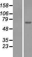 EGFL6 Protein - Western validation with an anti-DDK antibody * L: Control HEK293 lysate R: Over-expression lysate