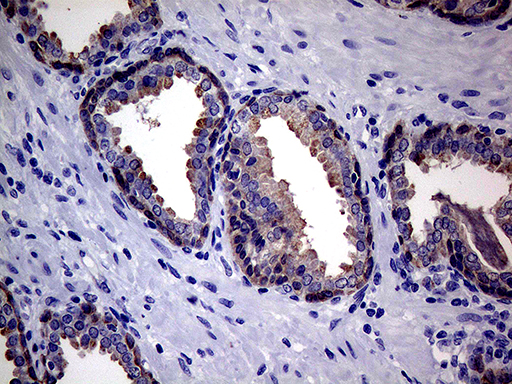 EGFL7 Antibody - Immunohistochemical staining of paraffin-embedded Human prostate tissue within the normal limits using anti-EGFL7 mouse monoclonal antibody. (Heat-induced epitope retrieval by 1mM EDTA in 10mM Tris buffer. (pH8.5) at 120°C for 3 min. (1:500)