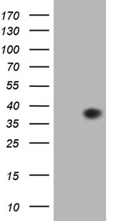 EGFL7 Antibody - HEK293T cells were transfected with the pCMV6-ENTRY control. (Left lane) or pCMV6-ENTRY EGFL7. (Right lane) cDNA for 48 hrs and lysed. Equivalent amounts of cell lysates. (5 ug per lane) were separated by SDS-PAGE and immunoblotted with anti-EGFL7. (1:2000)