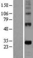 EGFL7 Protein - Western validation with an anti-DDK antibody * L: Control HEK293 lysate R: Over-expression lysate