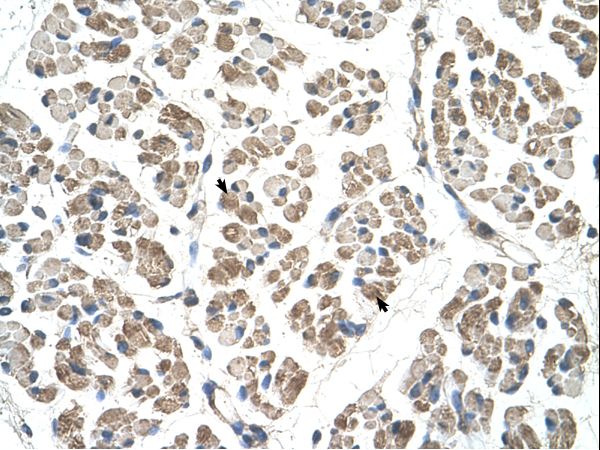 EGFL8 / NG3 Antibody - EGFL8 antibody ARP42656_T100-NP_085155-EGFL8(EGF-like-domain, multiple 8) Antibody was used in IHC to stain formalin-fixed, paraffin-embedded human muscle.  This image was taken for the unconjugated form of this product. Other forms have not been tested.