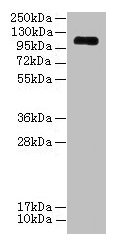 EGFLAM Antibody - Western blot All lanes: EGFLAM antibody at 3µg/ml + Mouse heart tissue Secondary Goat polyclonal to rabbit IgG at 1/10000 dilution Predicted band size: 112, 111, 42, 85, 17 kDa Observed band size: 112 kDa