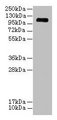EGFLAM Antibody - Western blot All lanes: EGFLAM antibody at 3µg/ml + Mouse heart tissue Secondary Goat polyclonal to rabbit IgG at 1/10000 dilution Predicted band size: 112, 111, 42, 85, 17 kDa Observed band size: 112 kDa
