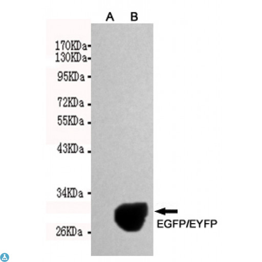 EGFP Antibody - Western blot detection of EGFP/EYFP expression in Rosetta E. coli cells induced by 0 (A) or 0. 1mM (B) IPTG using EGFP/EYFP mouse mAb (1:1000 diluted). Predicted band size: 30KDa Observed band size: 30KDa.