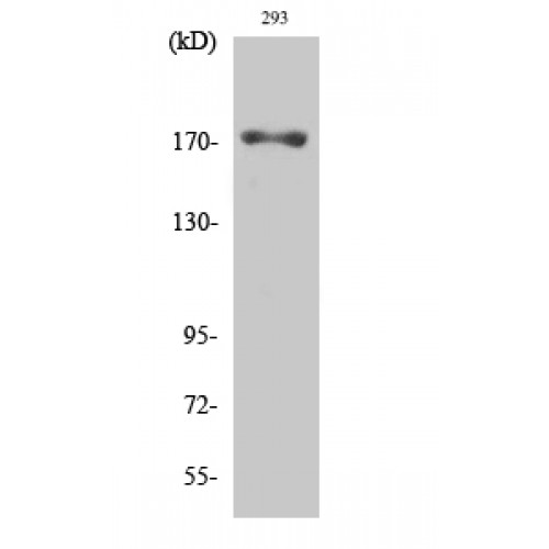 EGFR Antibody - Western blot of Phospho-EGFR (T693) antibody
