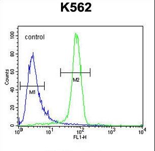 EGFR Antibody - EGFR-S1026 Antibody flow cytometry of K562 cells (right histogram) compared to a negative control cell (left histogram). FITC-conjugated goat-anti-rabbit secondary antibodies were used for the analysis.
