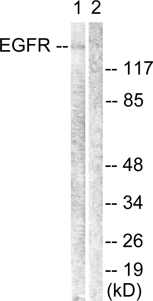 EGFR Antibody - Western blot analysis of lysates from Jurkat cells, using EGFR Antibody. The lane on the right is blocked with the synthesized peptide.