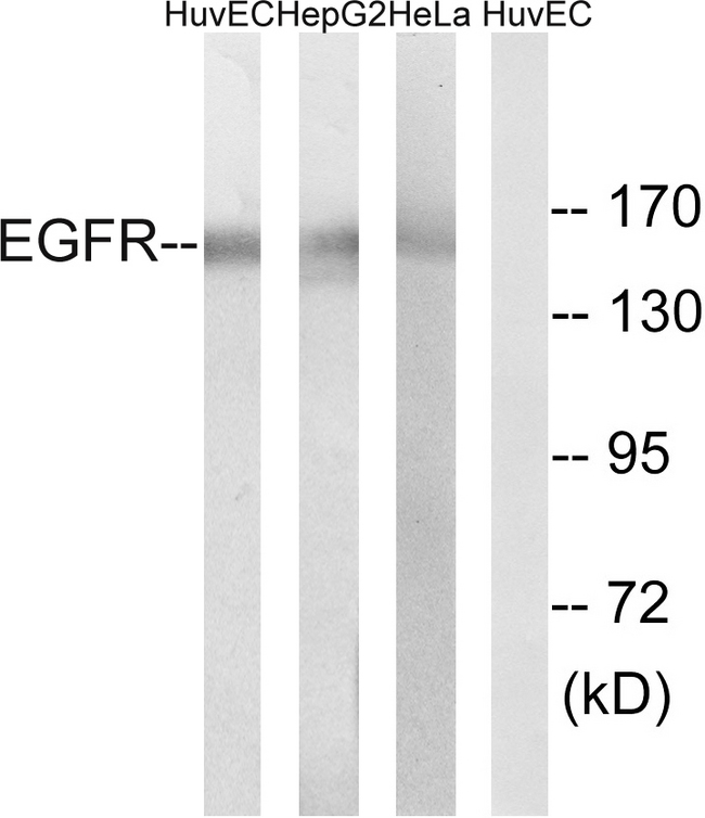 EGFR Antibody - Western blot analysis of lysates from HUVEC, HepG2, and HeLa cells, using EGFR Antibody. The lane on the right is blocked with the synthesized peptide.