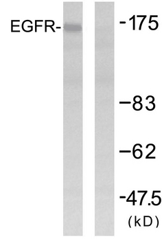 EGFR Antibody - Western blot analysis of lysates from HUVEC cells, using EGFR Antibody. The lane on the right is blocked with the synthesized peptide.