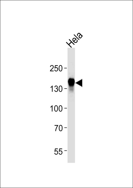 EGFR Antibody - EGFR Antibody western blot of HeLa cell line lysates (35 ug/lane). The EGFR antibody detected the EGFR protein (arrow).
