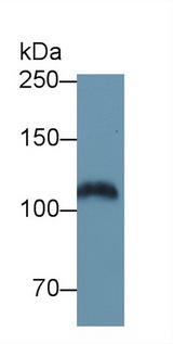 EGFR Antibody - Western Blot; Sample: Mouse Serum; Primary Ab: 1µg/ml Rabbit Anti-Mouse EGFR Antibody Second Ab: 0.2µg/mL HRP-Linked Caprine Anti-Rabbit IgG Polyclonal Antibody