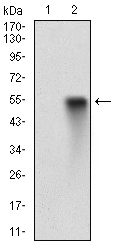 EGFR Antibody - Western blot using EGFR monoclonal antibody against HEK293 (1) and EGFR (AA: 693-893)-hIgGFc transfected HEK293 (2) cell lysate.