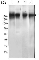 EGFR Antibody - Western blot using EGFR mutant mouse monoclonal antibody against SPC-A-1 (1), A549 (2), HepG2 (3) and MCF-7 (4) cell lysate.