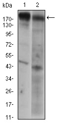 EGFR Antibody - Western blot using EGFR mouse monoclonal antibody against A431 (1) AND HeLa (2) cell lysate.