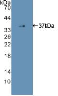 EGFR Antibody - Western Blot; Sample: Recombinant EGFR2, Human.